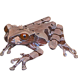 Crowned Tree Frog